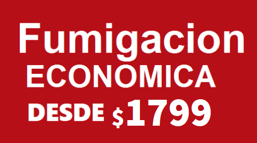 FUMIGACIONES REY NEZA